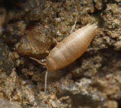 Atelurinae