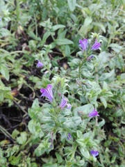 Echium rosulatum