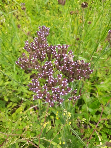 Verbena bonariensis image