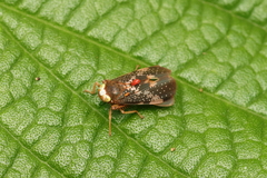 Coelidiinae