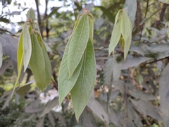 Actinodaphne malabarica