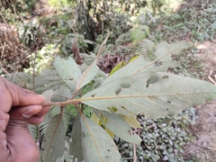 Actinodaphne malabarica