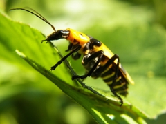 Chauliognathus nigrocinctus