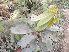 Actinodaphne malabarica