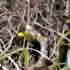 Chrysophlegma flavinucha