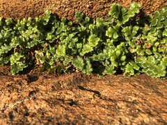 Asplenium subglandulosum