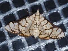 Aphytoceros lucusalis