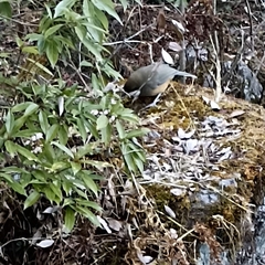 Pterorhinus albogularis