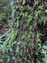 Hymenophyllum devolii