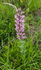 Brachycorythis pubescens