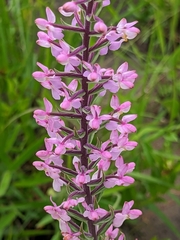 Brachycorythis pubescens