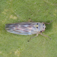 Macrosteles variatus