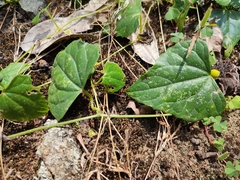 Zehneria maysorensis