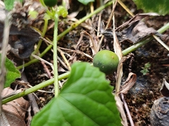 Zehneria maysorensis