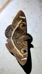Cyligramma latona