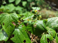 Zehneria maysorensis