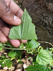 Zehneria maysorensis