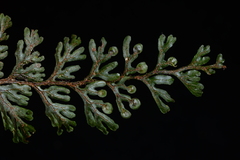 Hymenophyllum devolii