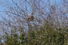 Vespa velutina nigrithorax