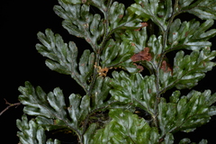 Hymenophyllum devolii