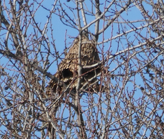 Vespa velutina nigrithorax