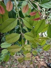 Staphylea malabarica