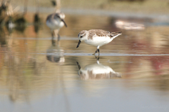 Calidris pygmaea