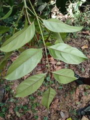 Staphylea malabarica
