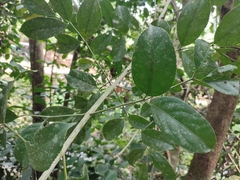 Staphylea malabarica