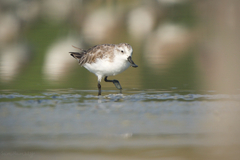 Calidris pygmaea