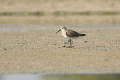 Calidris ferruginea