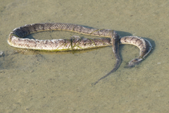 Cerberus schneiderii