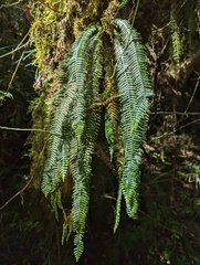 Prosaptia contigua