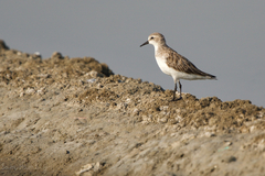 Calidris ruficollis