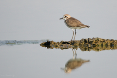 Charadrius mongolus