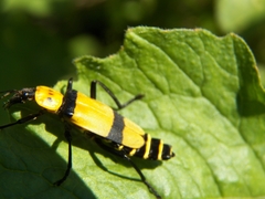Chauliognathus nigrocinctus