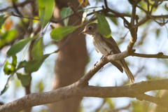 Muscicapa dauurica dauurica