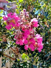 Lagerstroemia indica