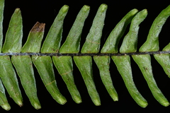 Prosaptia contigua