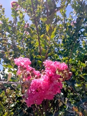 Lagerstroemia indica