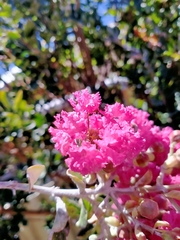 Lagerstroemia indica