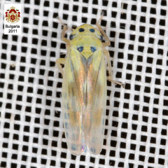 Macrosteles variatus