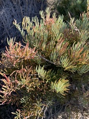 Salsola webbii