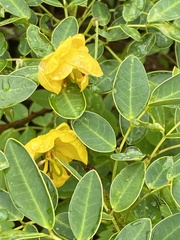 Senna pendula
