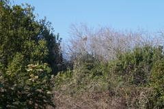 Vespa velutina nigrithorax