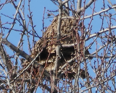 Vespa velutina nigrithorax