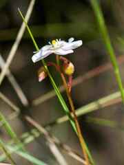 Drosera natalensis