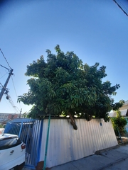Persea americana