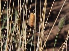 Fingerhuthia africana