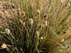 Fingerhuthia africana